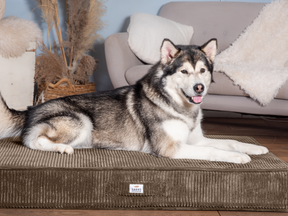 Sova floor cushion for dogs