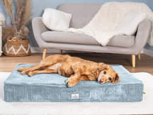 Sova floor cushion for dogs