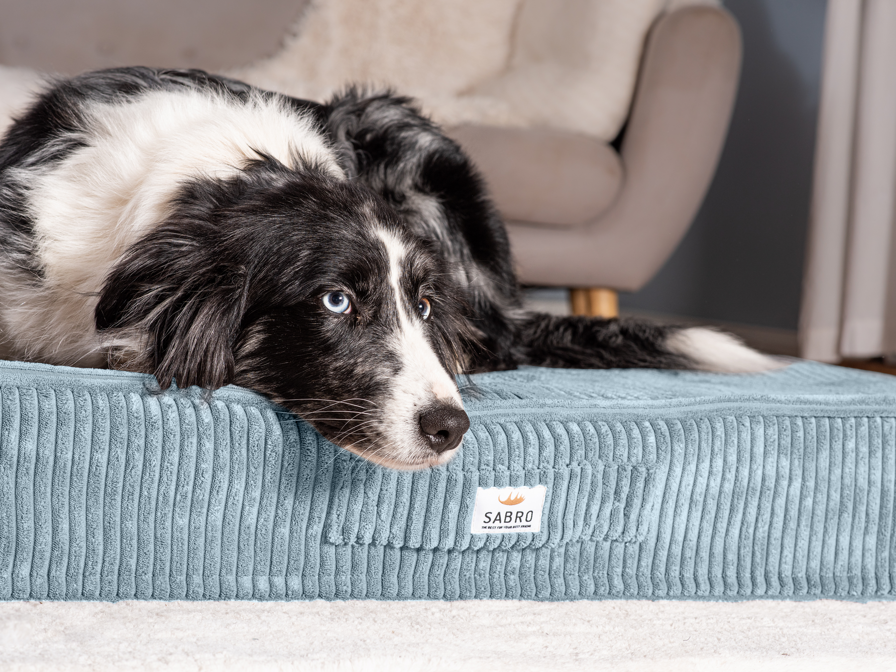 Sova floor cushion for dogs