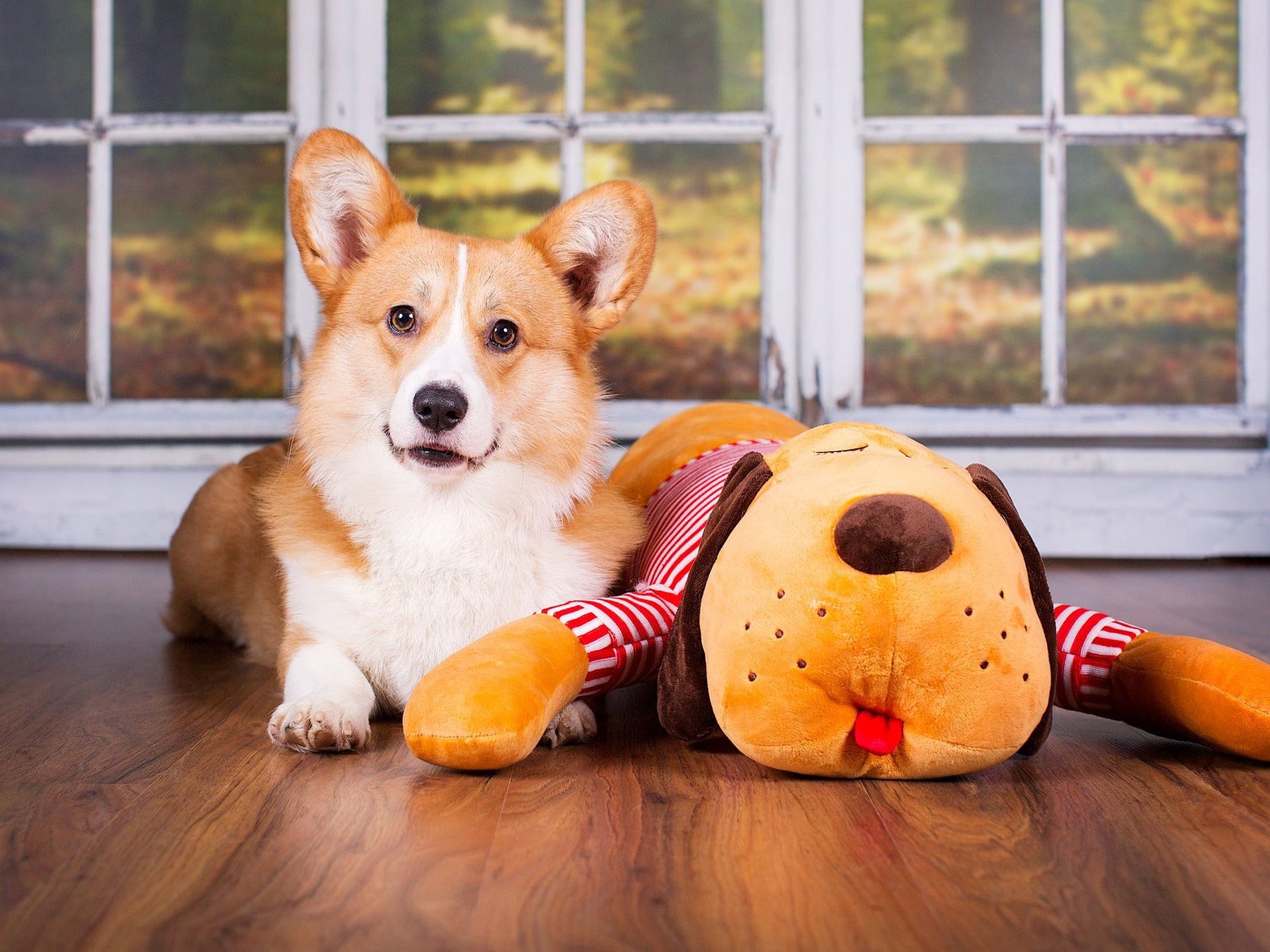 Cuddly dog Tomte