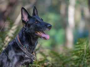 Classic Light collar