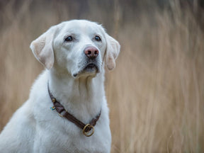 Classic round pull collar