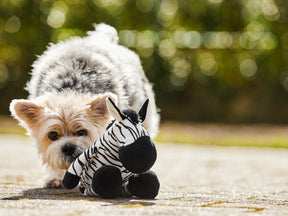 Zebra Louis