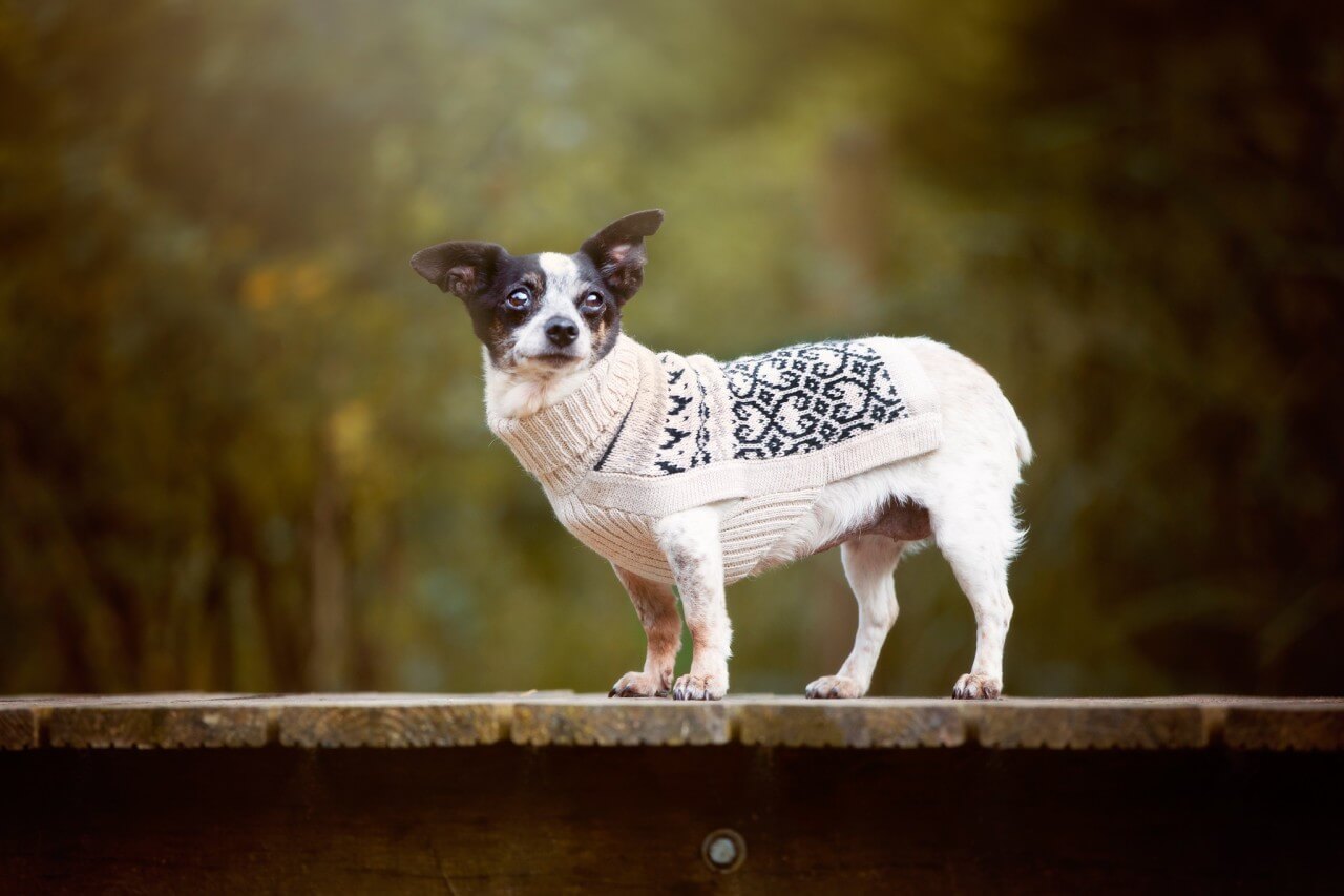 Pullover für Hunde: Himalaya