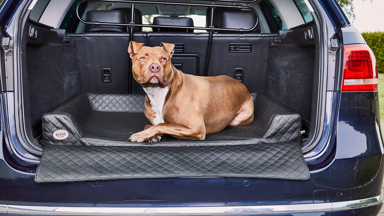 Die 8 besten Hundedecke fürs Auto - Ratgeber