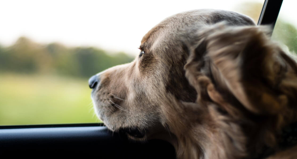 Hund ans Auto gewöhnen zum Transportieren im Kofferraum oder in der Hundetransportbox