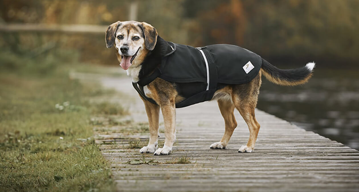 Kappa Regenschutzmantel für Hunde mit Hund an kalten Tagen