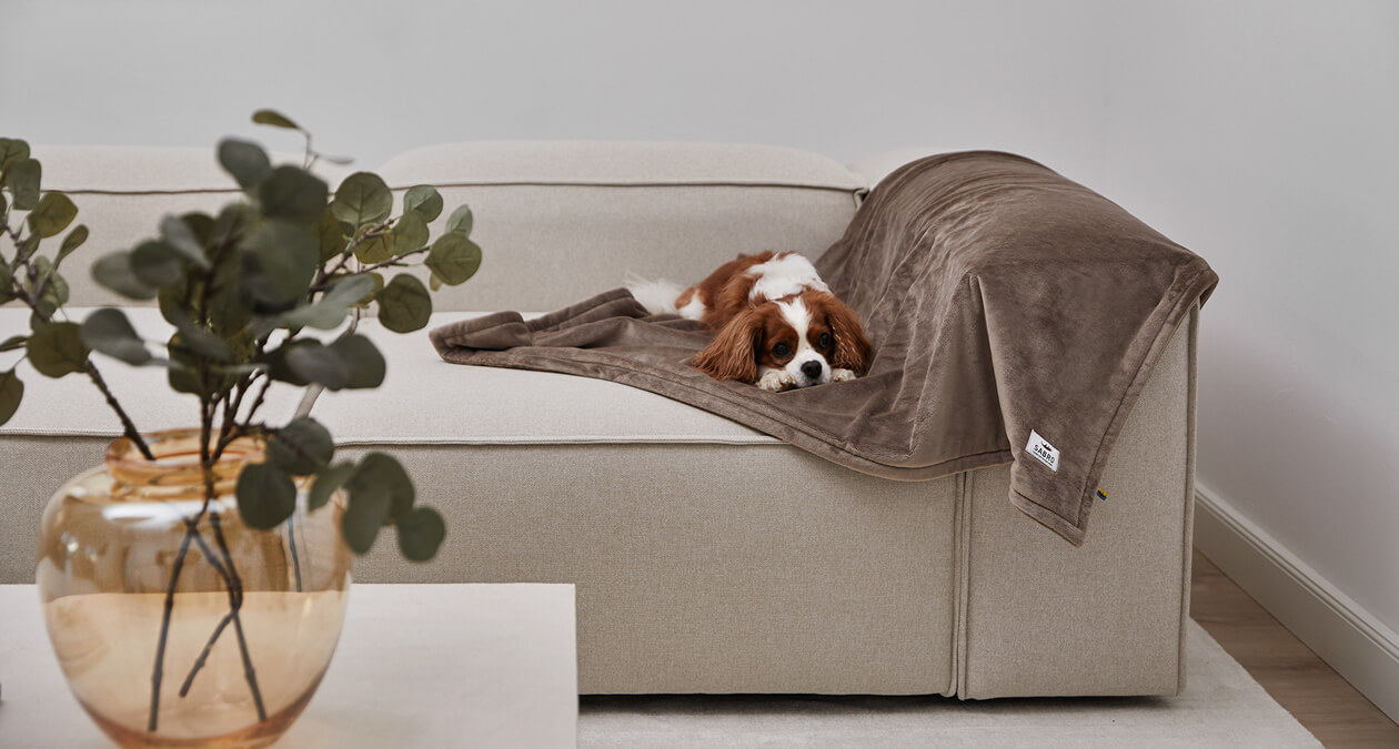 Mynki Hundedecke von SABRO mit Hund auf Couch