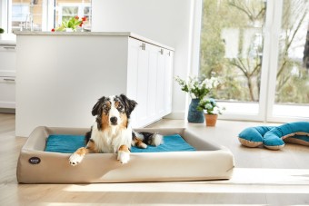 Inlay for dog bed Kudde: Mumin Summertime
