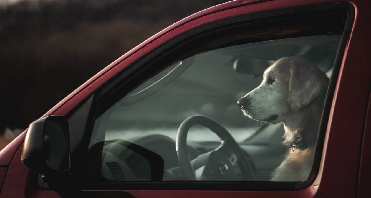Autofahren_mit_Hund