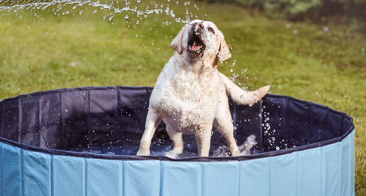 Hund im SABRO Pool