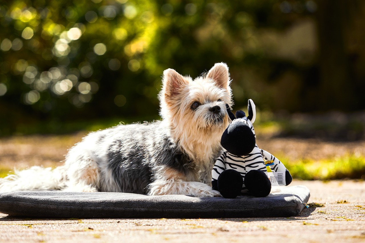 Hundespieltier: Zebra Louis für sicheren Spielspaß