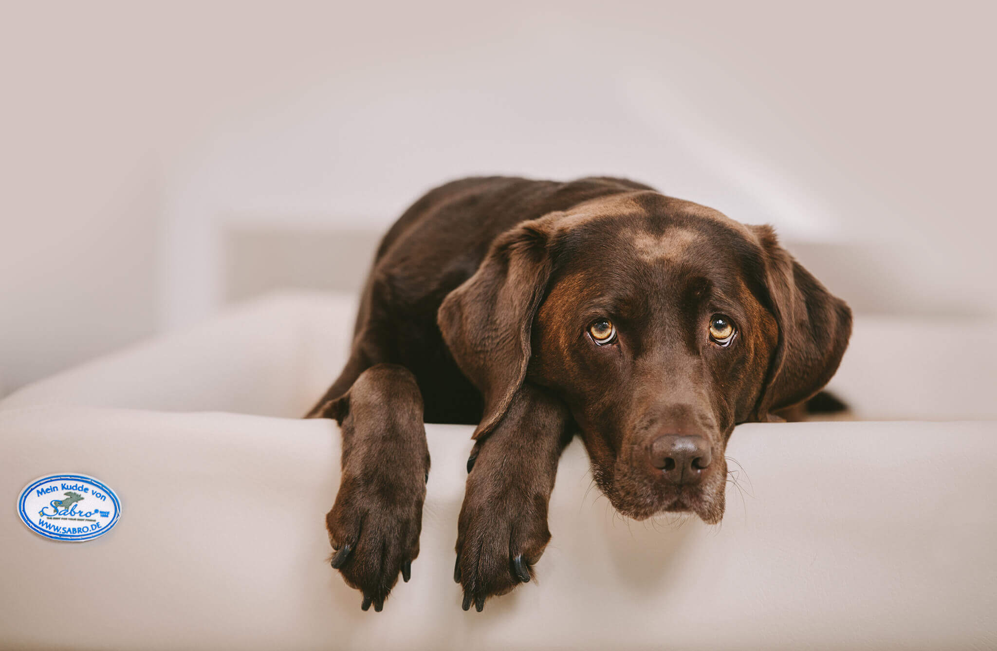 Labrador Retriever – Labrador Crossbreed Portrait