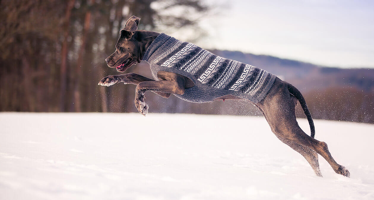 Hundepullover im Winter