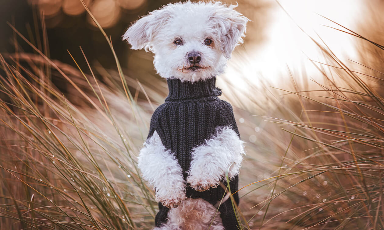Hund mit Pullover in Herbst-Szenerie