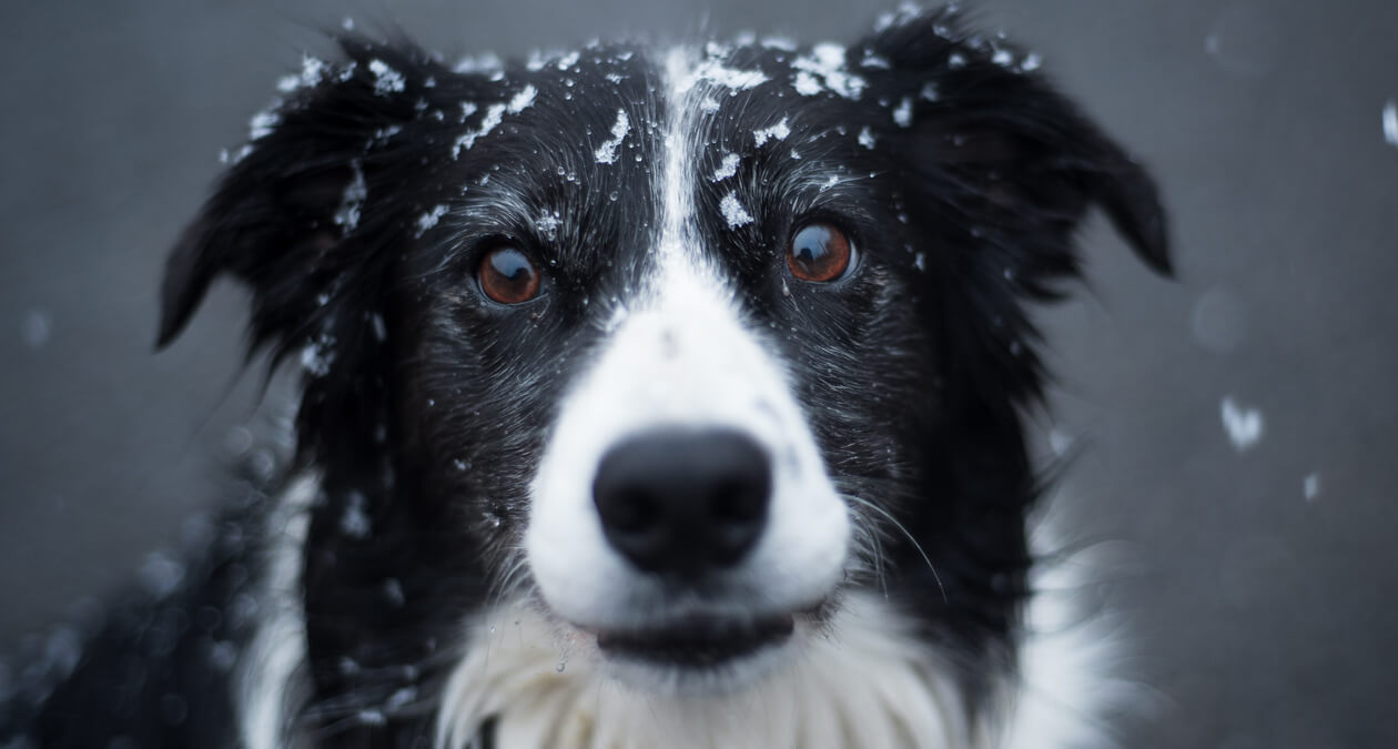 Hund im Schnee, Pfoten schützen wie