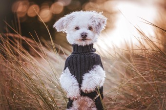Pullover für Hunde: Himalaya