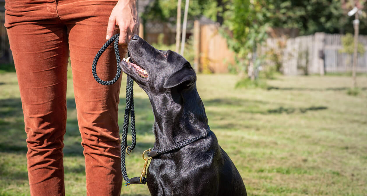 Hund an Leine Blog Leinenziehen SABRO