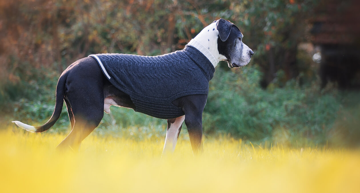 Himalaya Hunde-Pullover von SABRO mit Hund im Herbst