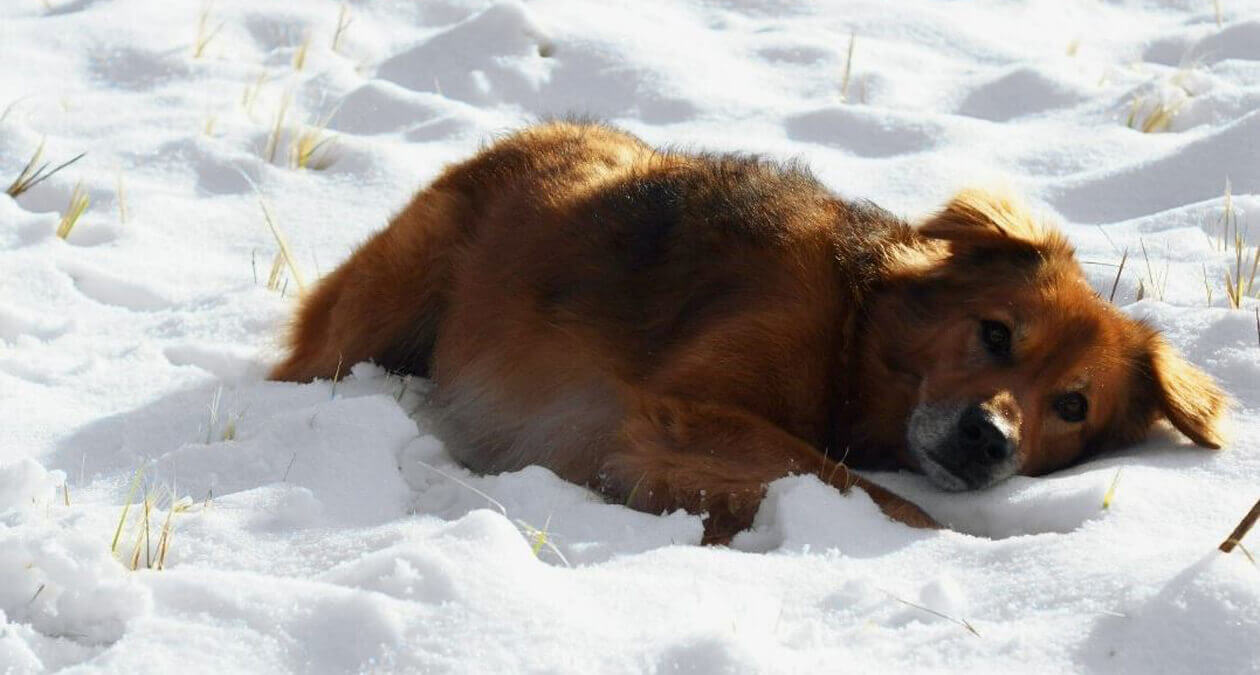 Hunde Pfotenpflege im Winter