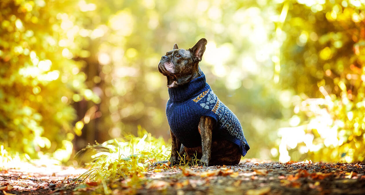 Pullover für Hunde im Winter & Herbst