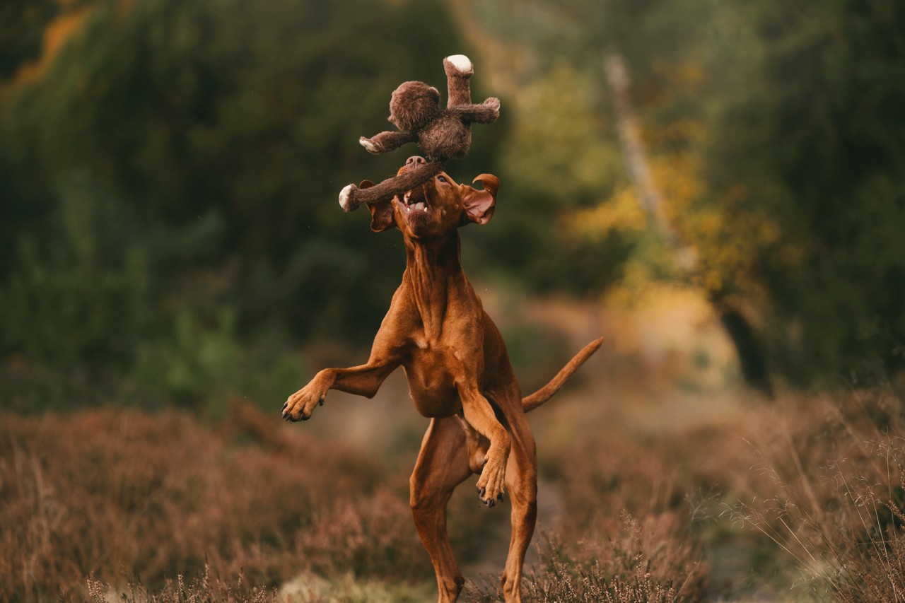 Lustiges Spieltier für Hunde: Affe Dirk