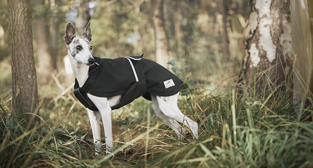 Hund mit Hunde-Regenmantel Kappa im Herbst