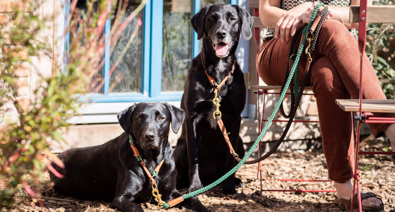 Zwei Hunde mit Leine Blog Hund zieht an Leine