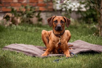 Outdoormatte für Hunde: Skolan rollbar