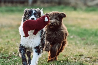 Für Spiel und Nähe: Hundespielzeug Schaf Tilda