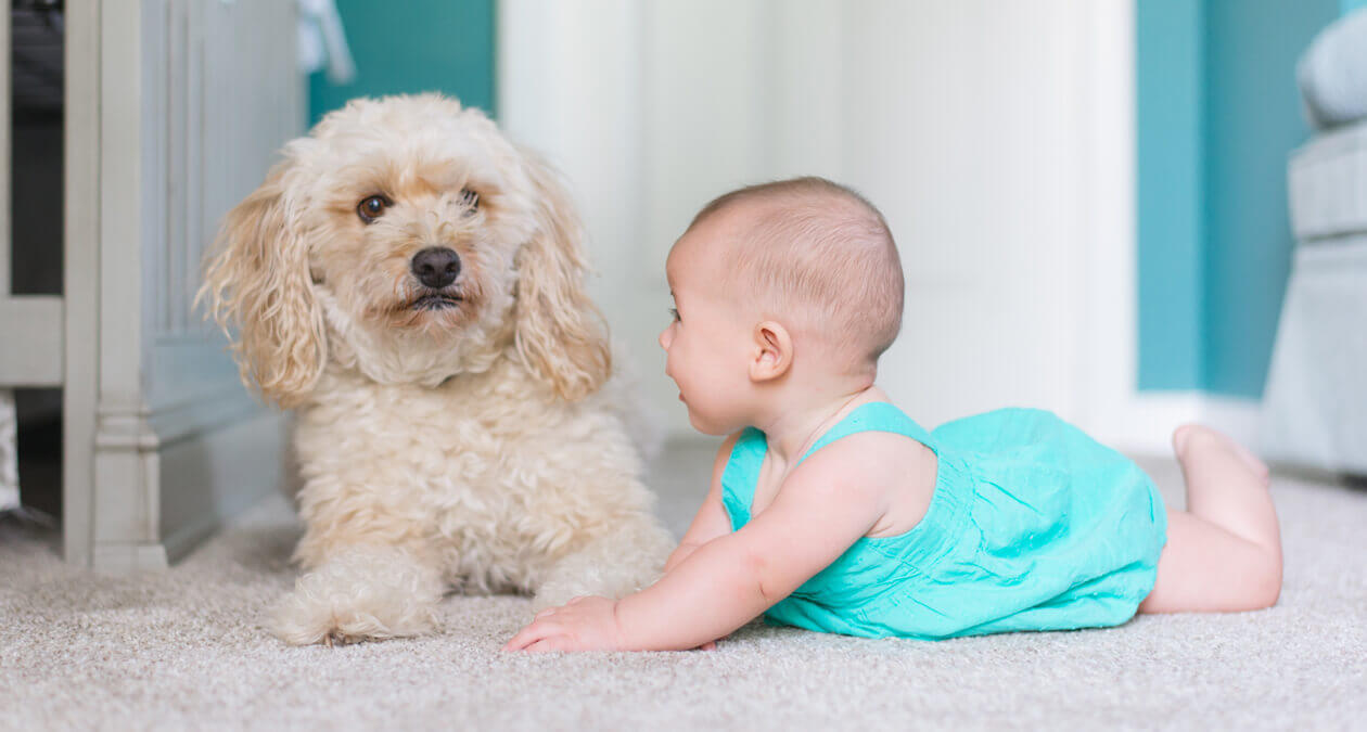Klein Kind & Hund: wichtige Tipps