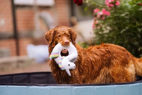Einhorn Stella Wasserspielzeug für Hunde